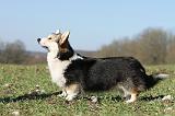 CORGI PEMBROKE 520